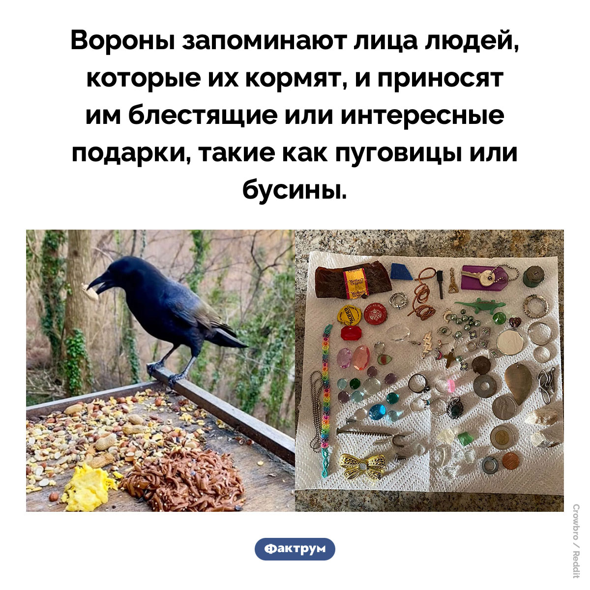 Подарки от ворон. Вороны запоминают лица людей, которые их кормят, и приносят им блестящие или интересные подарки, такие как пуговицы или бусины.