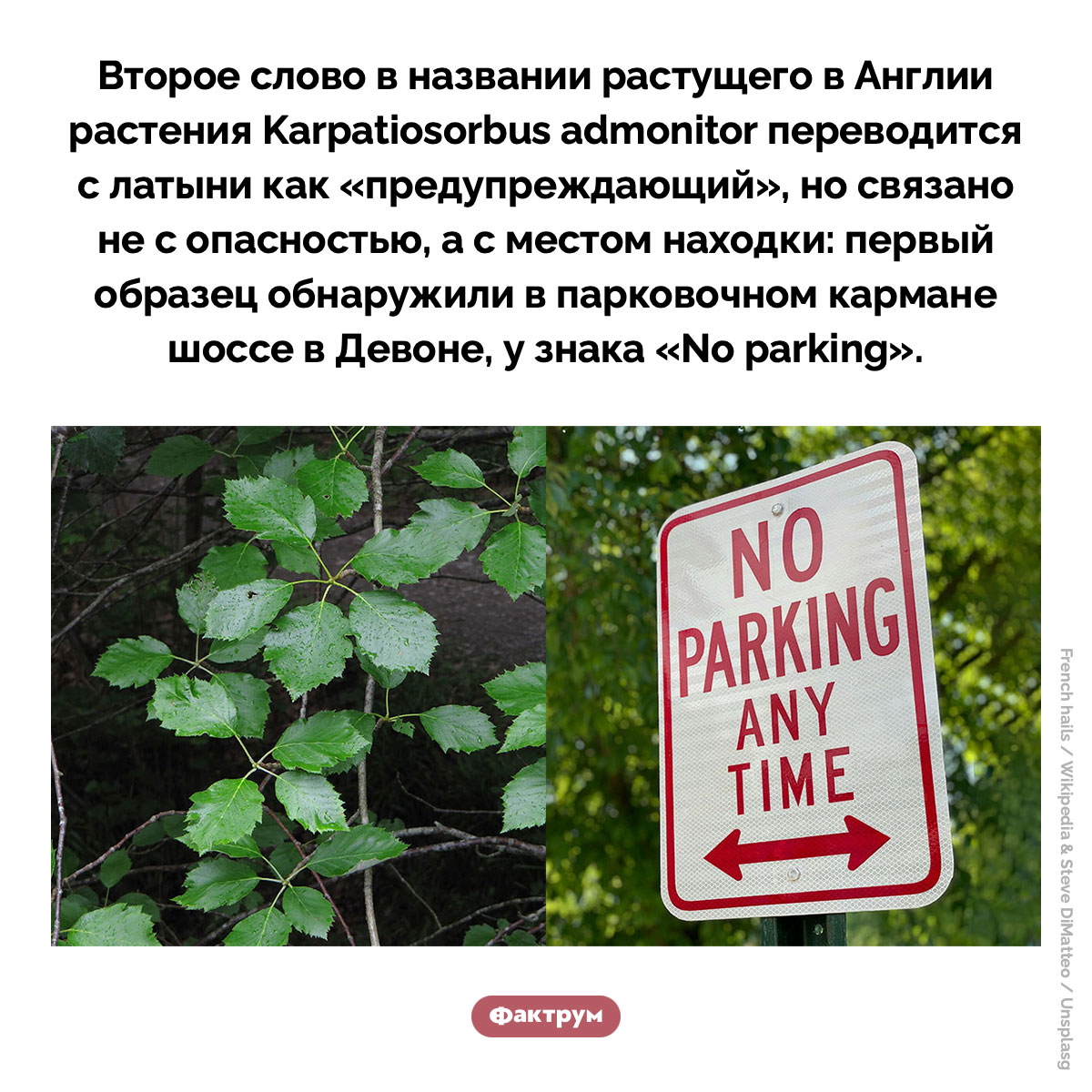 Рябина предупреждающая. Второе слово в названии растущего в Англии растения Karpatiosorbus admonitor переводится с латыни как «предупреждающий», но связано не с опасностью, а с местом находки: первый образец обнаружили в парковочном кармане шоссе в Девоне, у знака «No parking».