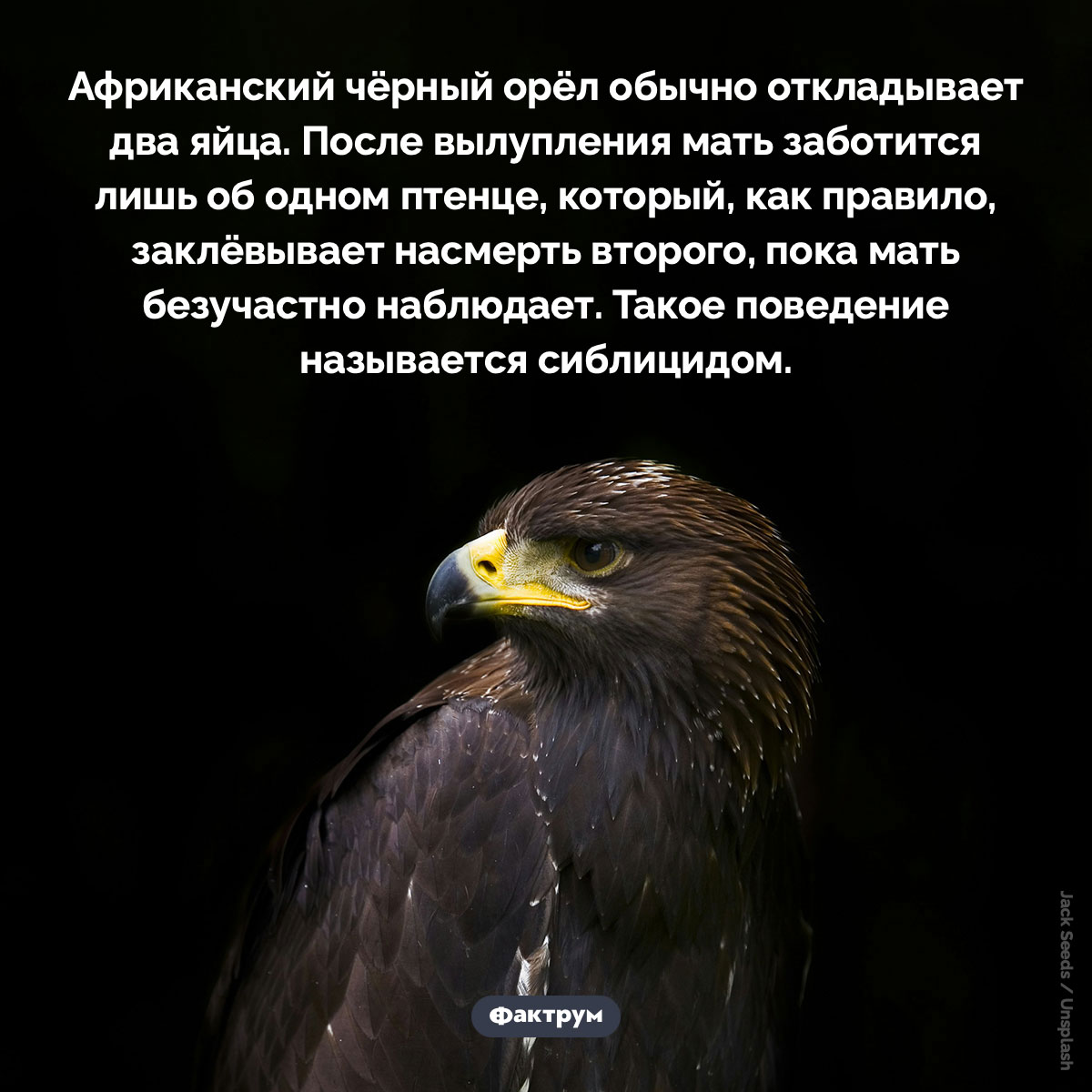 Сиблицид африканских чёрных орлов. Африканский чёрный орёл обычно откладывает два яйца. После вылупления мать заботится лишь об одном птенце, который, как правило, заклёвывает насмерть второго, пока мать безучастно наблюдает. Такое поведение называется сиблицидом.