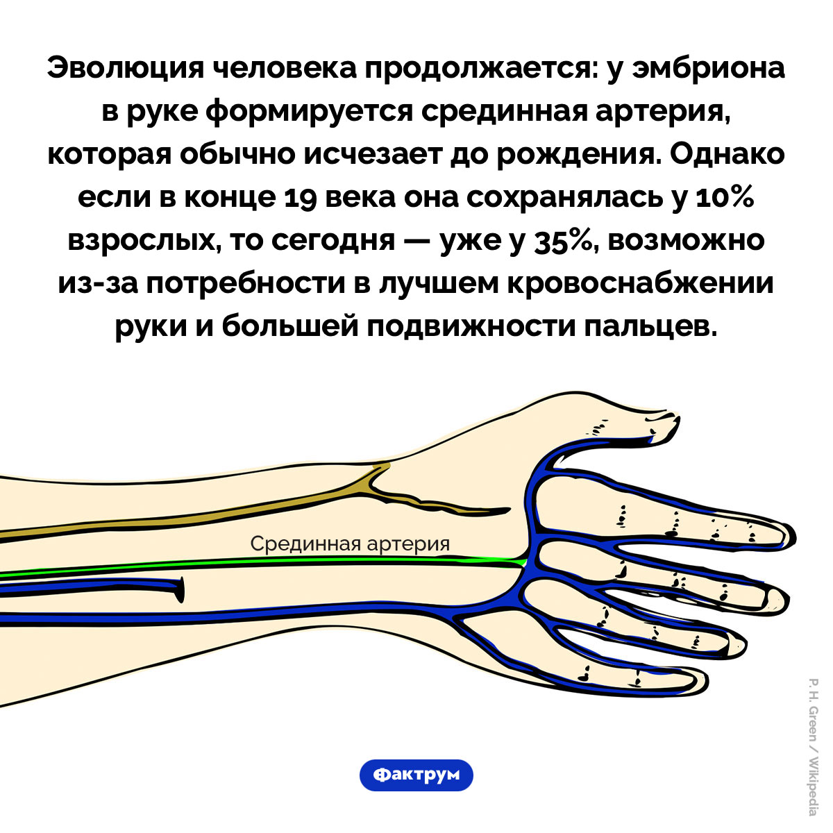 Срединная артерия. Эволюция человека продолжается: у эмбриона в руке формируется срединная артерия, которая обычно исчезает до рождения. Однако если в конце 19 века она сохранялась у 10% взрослых, то сегодня — уже у 35%, возможно из-за потребности в лучшем кровоснабжении руки и большей подвижности пальцев.