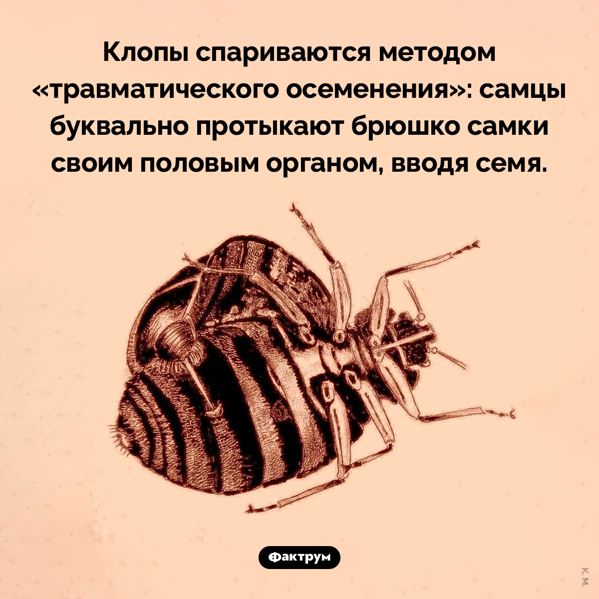 Травматическое осеменение. Клопы спариваются методом «травматического осеменения»: самцы буквально протыкают брюшко самки своим половым органом, вводя семя.