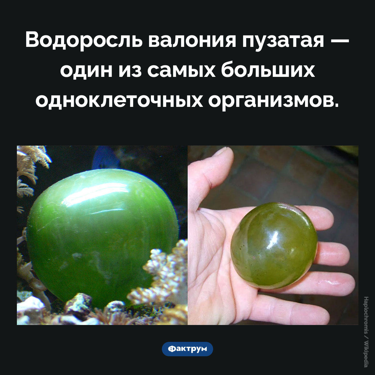 Валония пузатая. Водоросль валония пузатая — один из самых больших одноклеточных организмов.