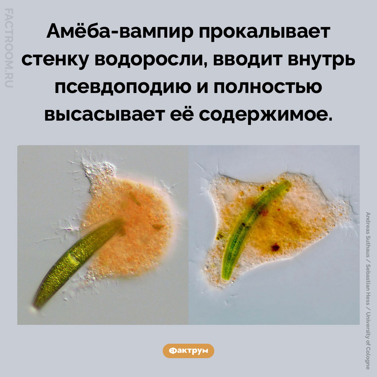 Амёба-вампир. Амёба-вампир прокалывает стенку водоросли, вводит внутрь псевдоподию и полностью высасывает её содержимое.