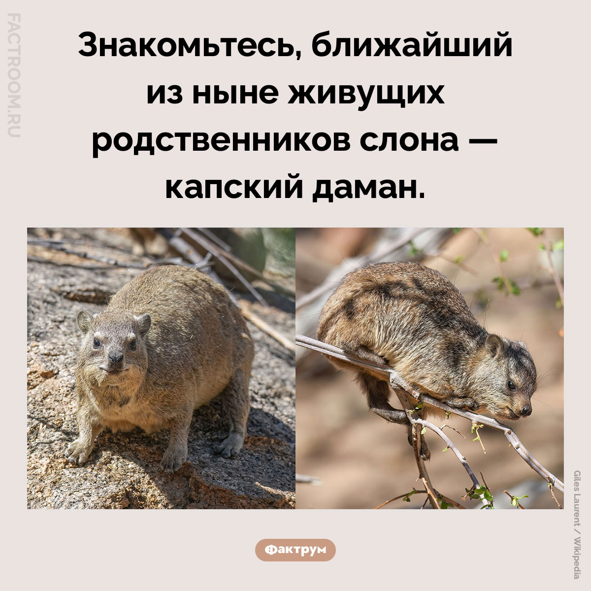 Ближайший родственник слона . Знакомьтесь, ближайший из ныне живущих родственников слона — капский даман.