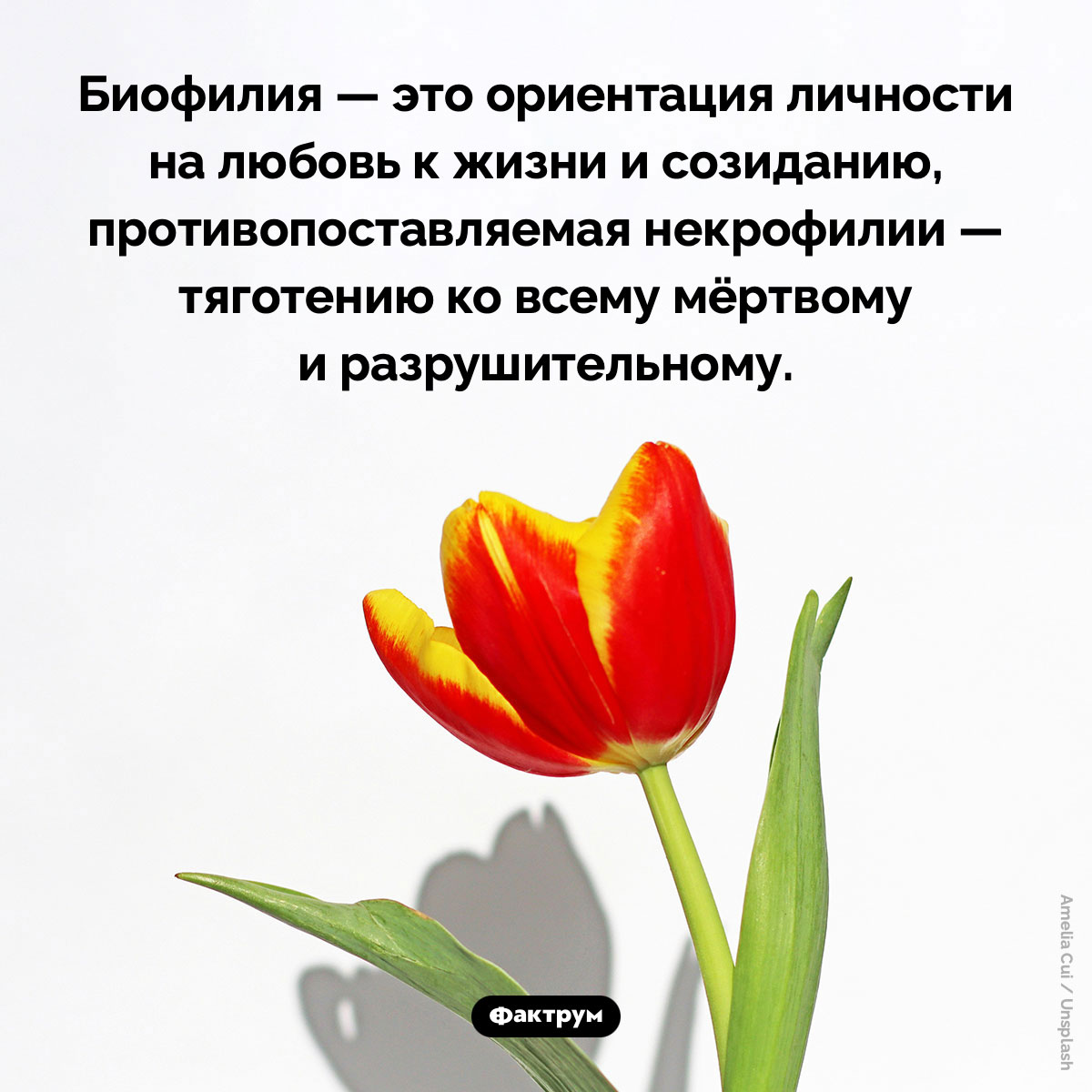 Что такое «биофилия». Биофилия — это ориентация личности на любовь к жизни и созиданию, противопоставляемая некрофилии — тяготению ко всему мёртвому и разрушительному.