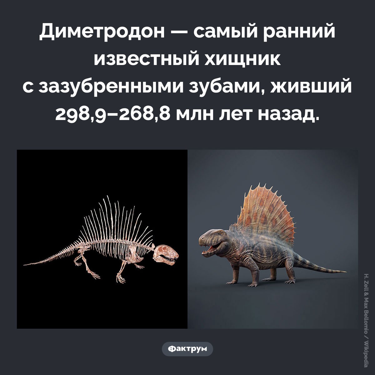 Диметродон. Диметродон — самый ранний известный хищник с зазубренными зубами, живший 298,9–268,8 млн лет назад.