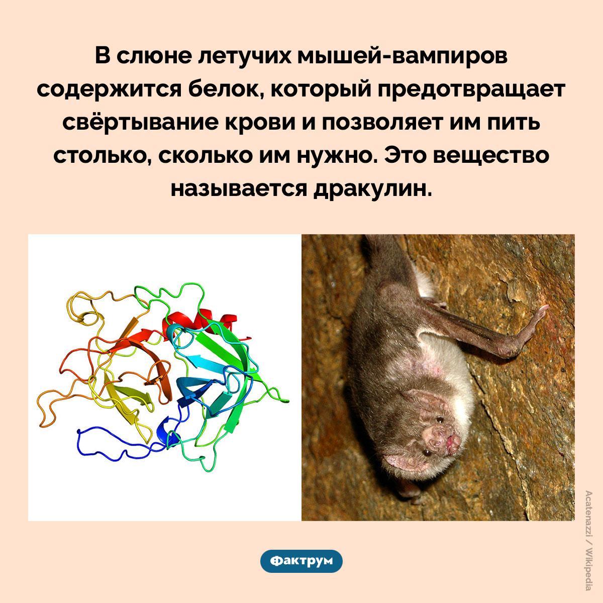 Дракулин. В слюне летучих мышей-вампиров содержится белок, который предотвращает свёртывание крови и позволяет им пить столько, сколько им нужно. Это вещество называется дракулин.
