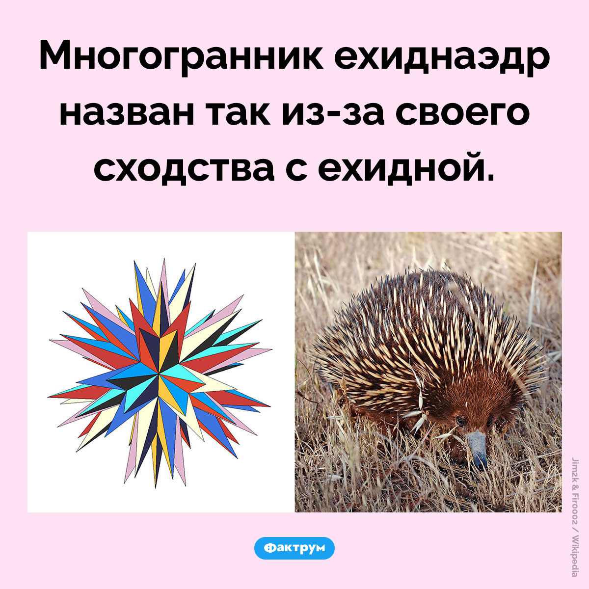Ехиднаэдр. Многогранник ехиднаэдр назван так из-за своего сходства с ехидной.