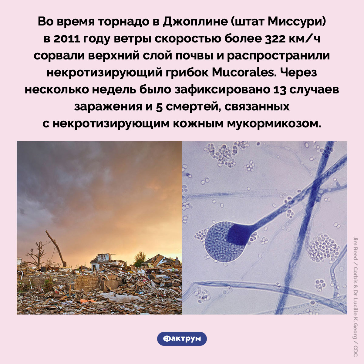 Как торнадо может распространить грибок. Во время торнадо в Джоплине (штат Миссури) в 2011 году ветры скоростью более 322 км/ч сорвали верхний слой почвы и распространили некротизирующий грибок Mucorales. Через несколько недель было зафиксировано 13 случаев заражения и 5 смертей, связанных с некротизирующим кожным мукормикозом.