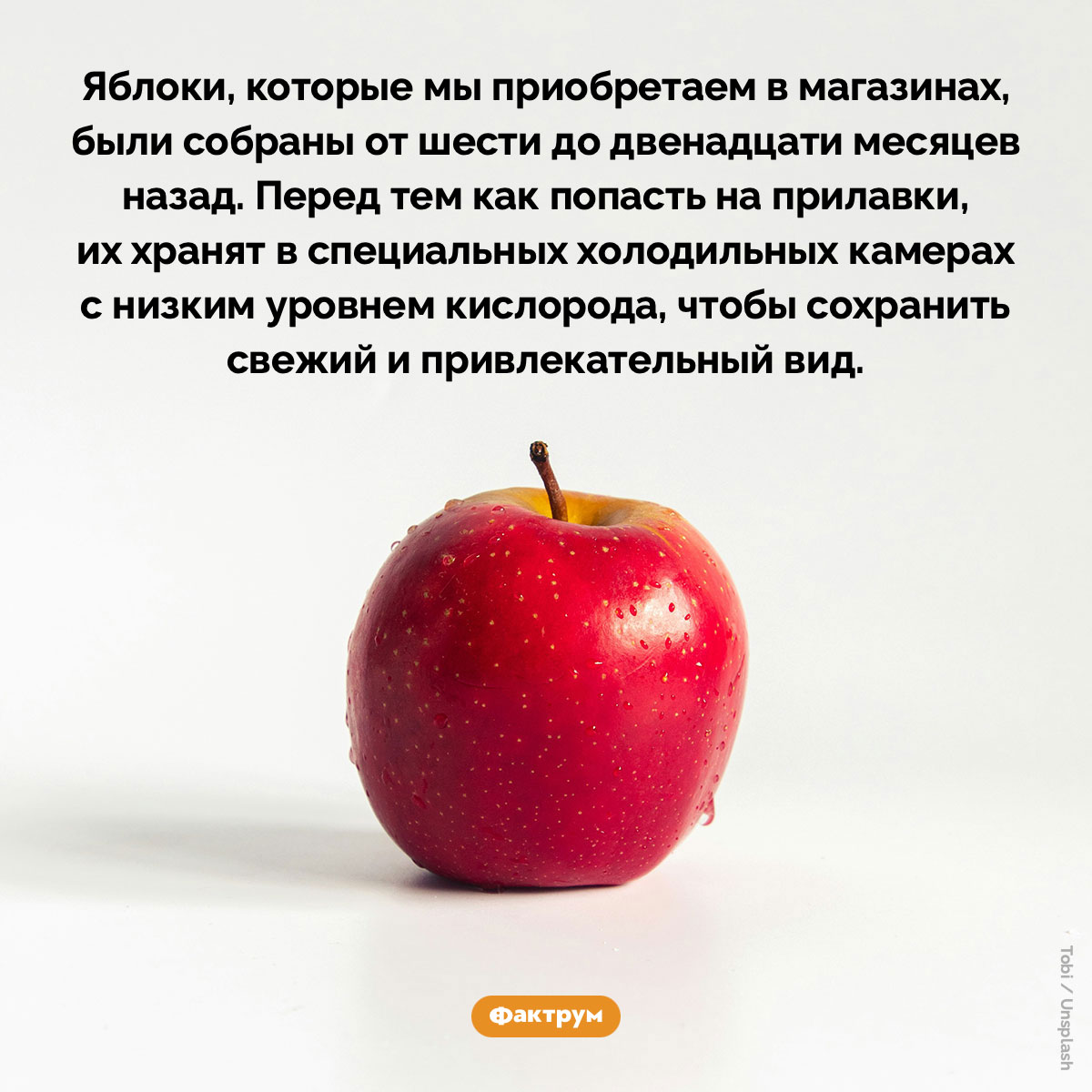 Когда собрали магазинные яблоки. Яблоки, которые мы приобретаем в магазинах, были собраны от шести до двенадцати месяцев назад. Перед тем как попасть на прилавки, их хранят в специальных холодильных камерах с низким уровнем кислорода, чтобы сохранить свежий и привлекательный вид.