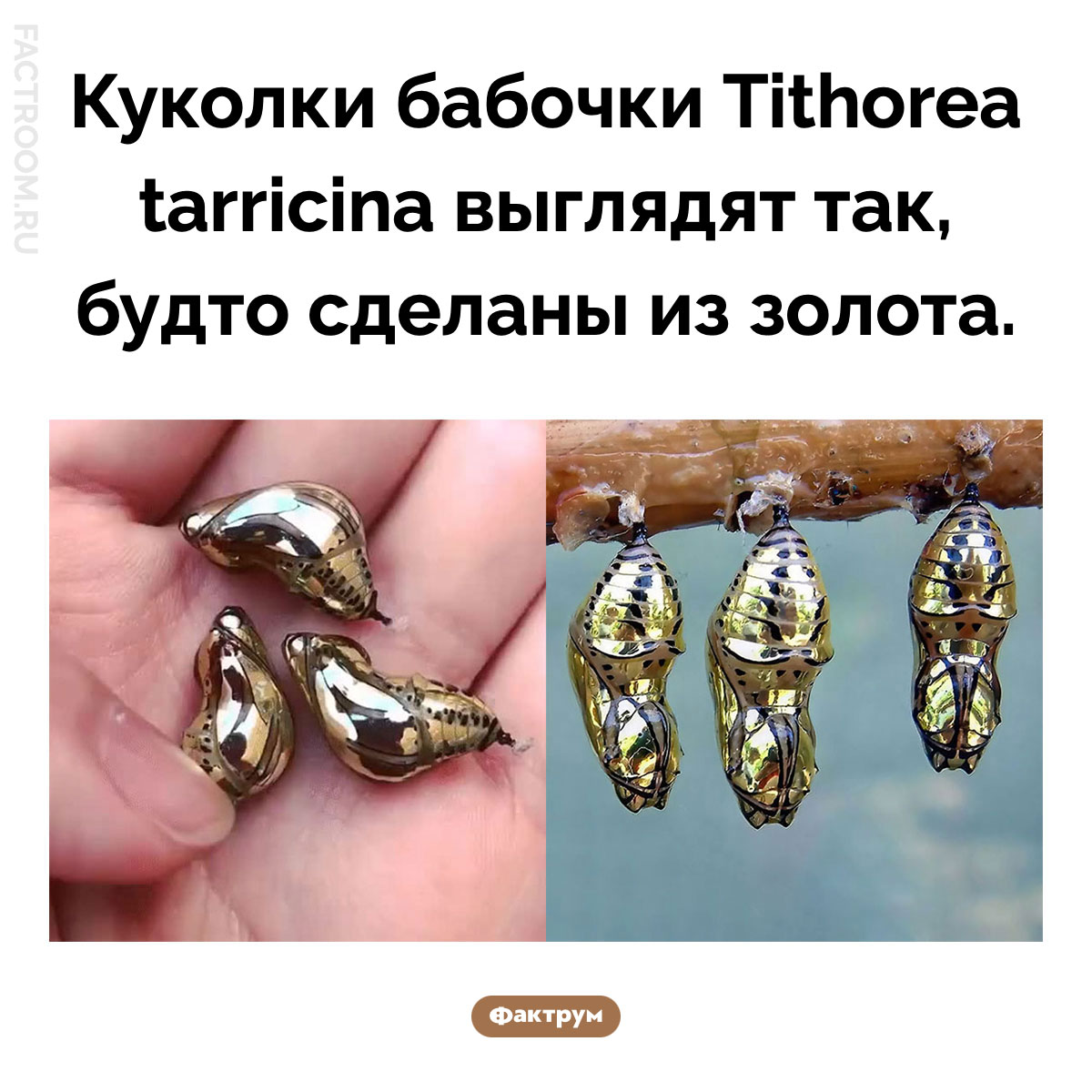 Куколки Tithorea tarricina. Куколки бабочки Tithorea tarricina выглядят так, будто сделаны из золота.