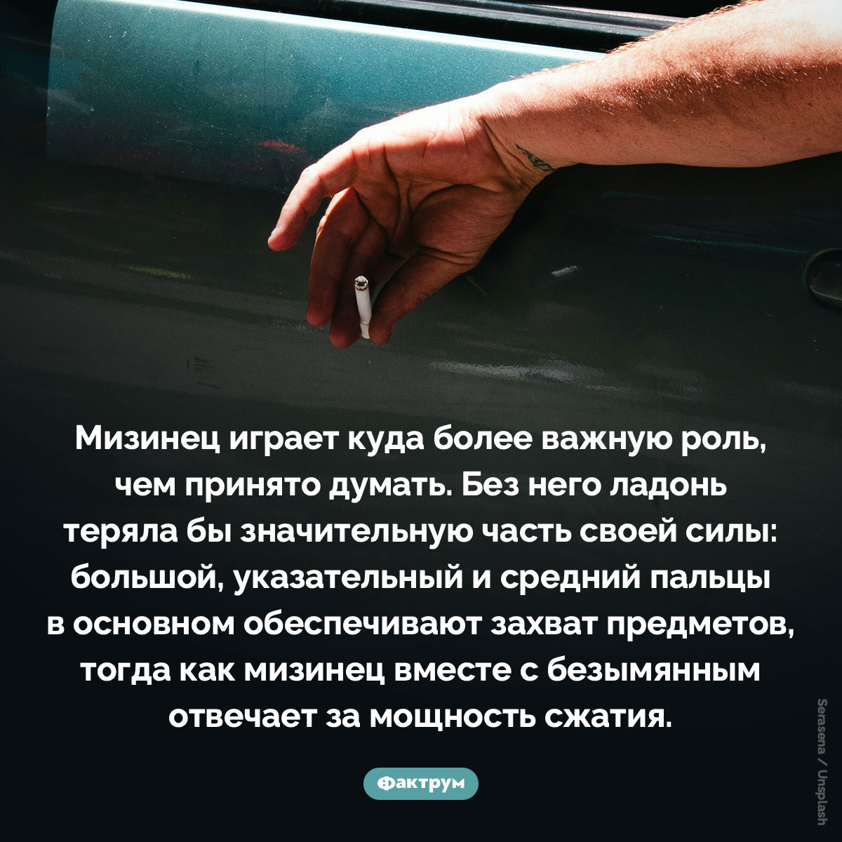 Мы недооцениваем мизинец. Мизинец играет куда более важную роль, чем принято думать. Без него ладонь теряла бы значительную часть своей силы: большой, указательный и средний пальцы в основном обеспечивают захват предметов, тогда как мизинец вместе с безымянным отвечает за мощность сжатия.