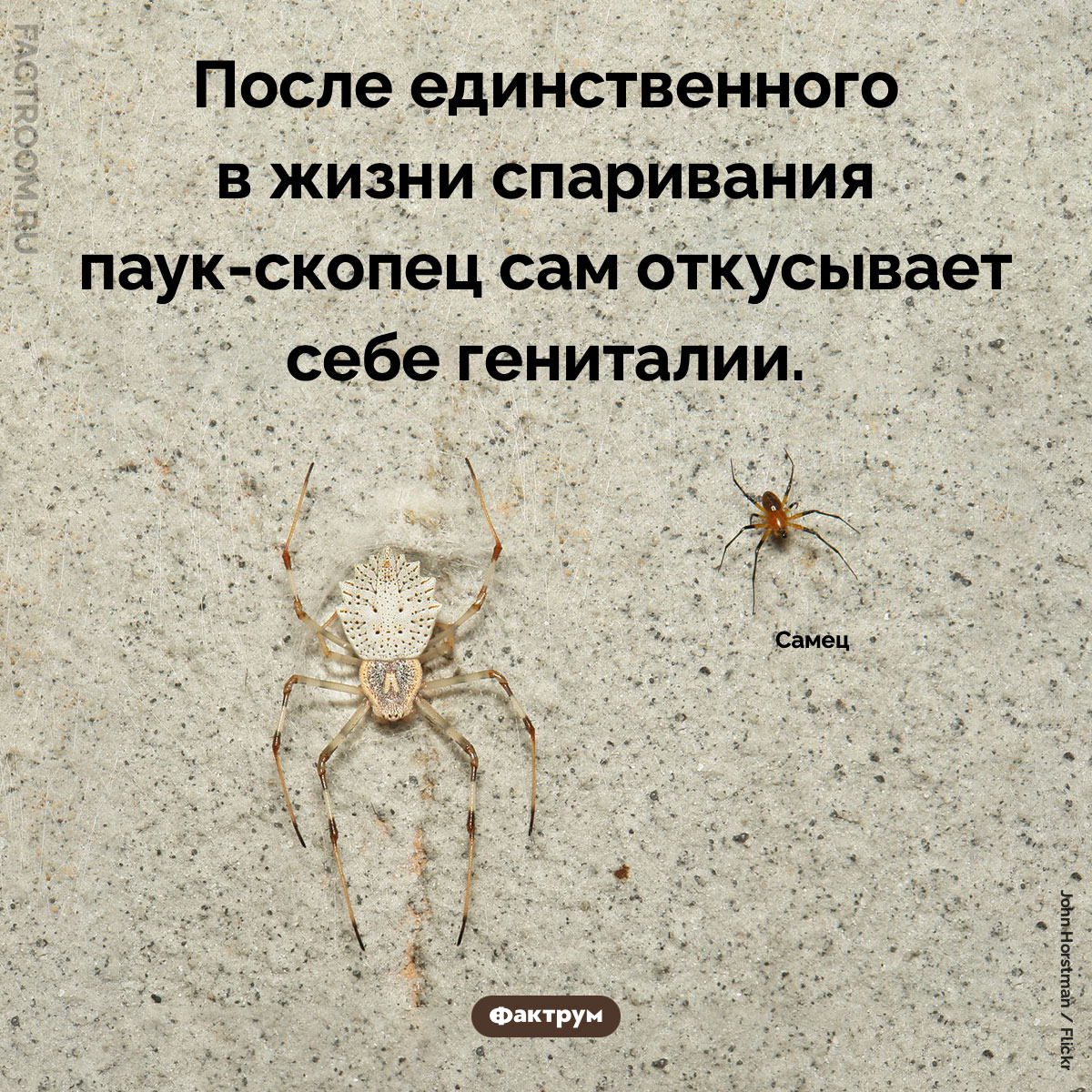 Паук-скопец. После единственного в жизни спаривания паук-скопец сам откусывает себе гениталии.