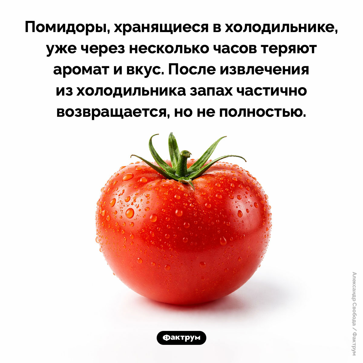 Почему помидоры не стоит хранить в холодильнике. Помидоры, хранящиеся в холодильнике, уже через несколько часов теряют аромат и вкус. После извлечения из холодильника запах частично возвращается, но не полностью.