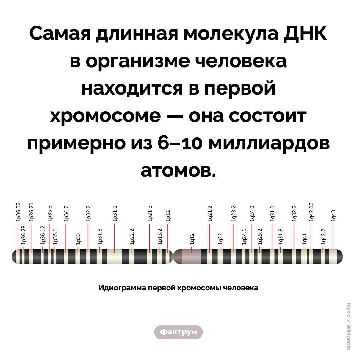 Самая длинная молекула ДНК в организме человека. Самая длинная молекула ДНК в организме человека находится в первой хромосоме — она состоит примерно из 6–10 миллиардов атомов.