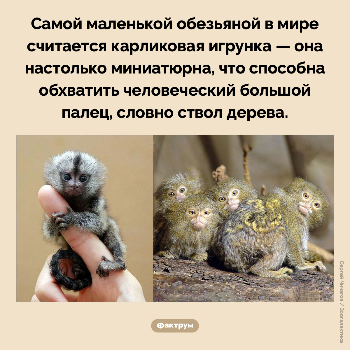 Самая маленькая обезьяна в мире. Самой маленькой обезьяной в мире считается карликовая игрунка — она настолько миниатюрна, что способна обхватить человеческий большой палец, словно ствол дерева.