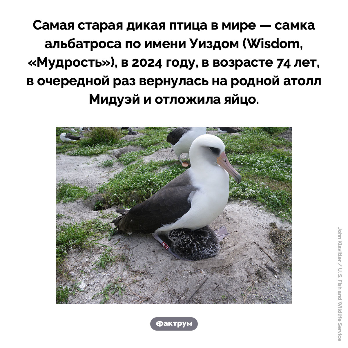 Самая старая дикая птица в мире. Самая старая дикая птица в мире — самка альбатроса по имени Уиздом (Wisdom, «Мудрость»), в 2024 году, в возрасте 74 лет, в очередной раз вернулась на родной атолл Мидуэй и отложила яйцо.