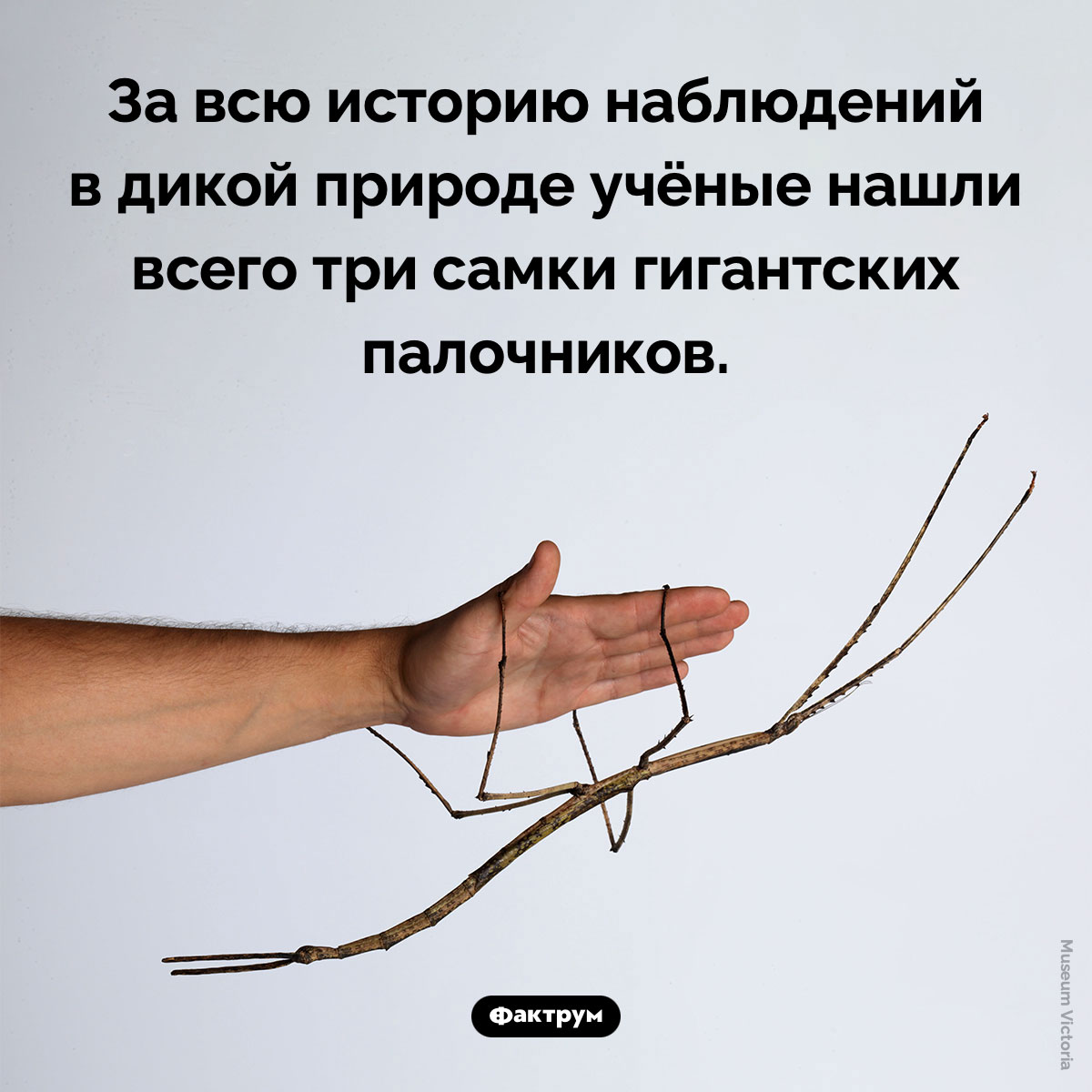 Самки гигантских палочников. За всю историю наблюдений в дикой природе учёные нашли всего три самки гигантских палочников.