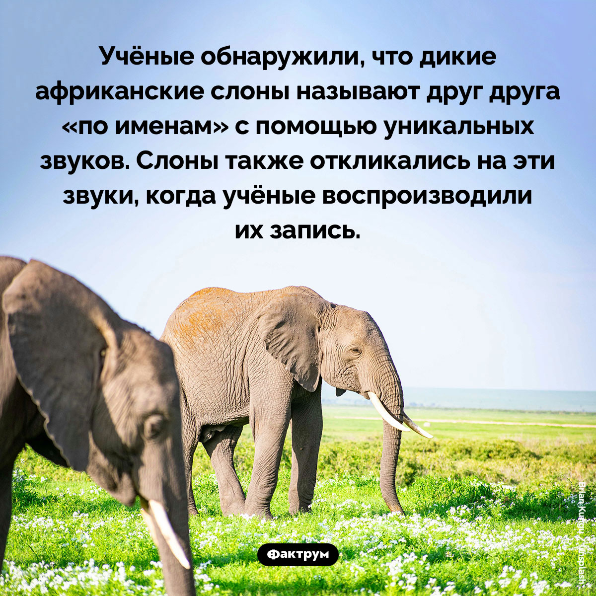 Слоновьи имена. Учёные обнаружили, что дикие африканские слоны называют друг друга «по именам» с помощью уникальных звуков. Слоны также откликались на эти звуки, когда учёные воспроизводили их запись.