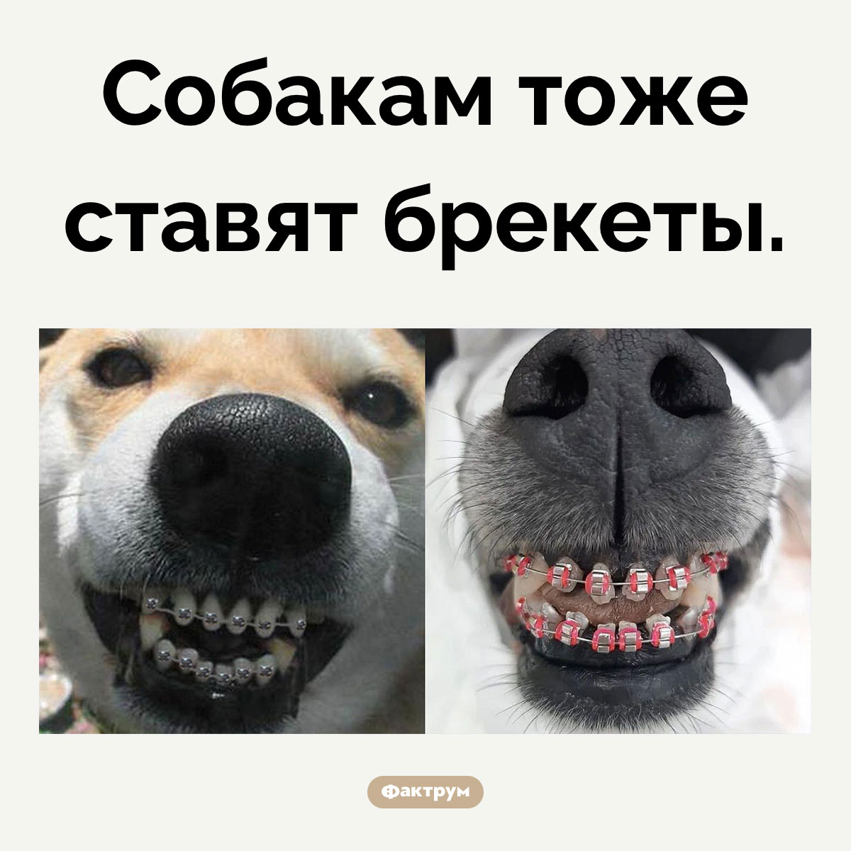 Собачьи брекеты. Собакам тоже ставят брекеты.
