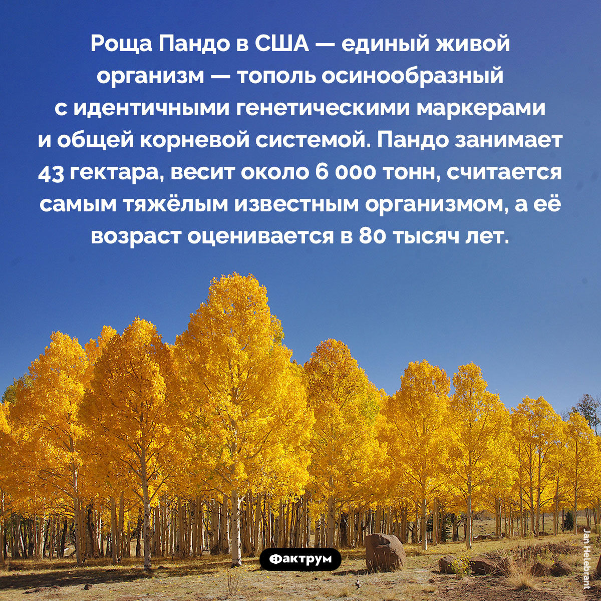 «Трепещущий гигант» Пандо. Роща Пандо — единый живой организм — тополь осинообразный с идентичными генетическими маркерами и общей корневой системой. Пандо занимает 43 гектара, весит около 6 000 тонн, считается самым тяжёлым известным организмом, а её возраст оценивается в 80 тысяч лет.