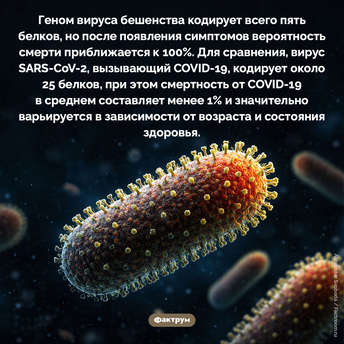 Вирус бешенства кодирует всего пять белков. Геном вируса бешенства кодирует всего пять белков, но после появления симптомов вероятность смерти приближается к 100%. Для сравнения, вирус SARS-CoV-2, вызывающий COVID-19, кодирует около 25 белков, при этом смертность от COVID-19 в среднем составляет менее 1% и значительно варьируется в зависимости от возраста и состояния здоровья.