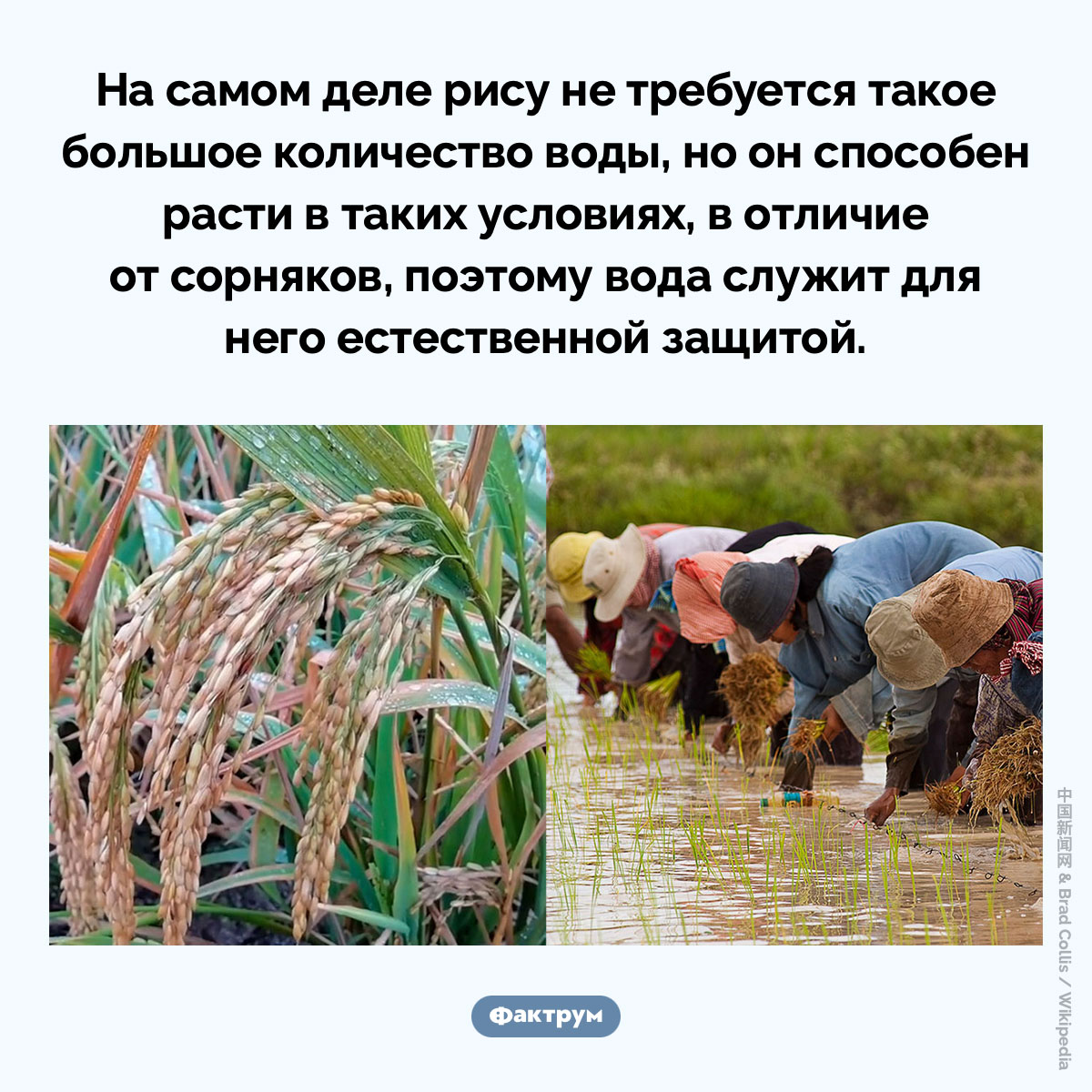 Зачем рису столько воды. На самом деле рису не требуется такое большое количество воды, но он способен расти в таких условиях, в отличие от сорняков, поэтому вода служит для него естественной защитой.