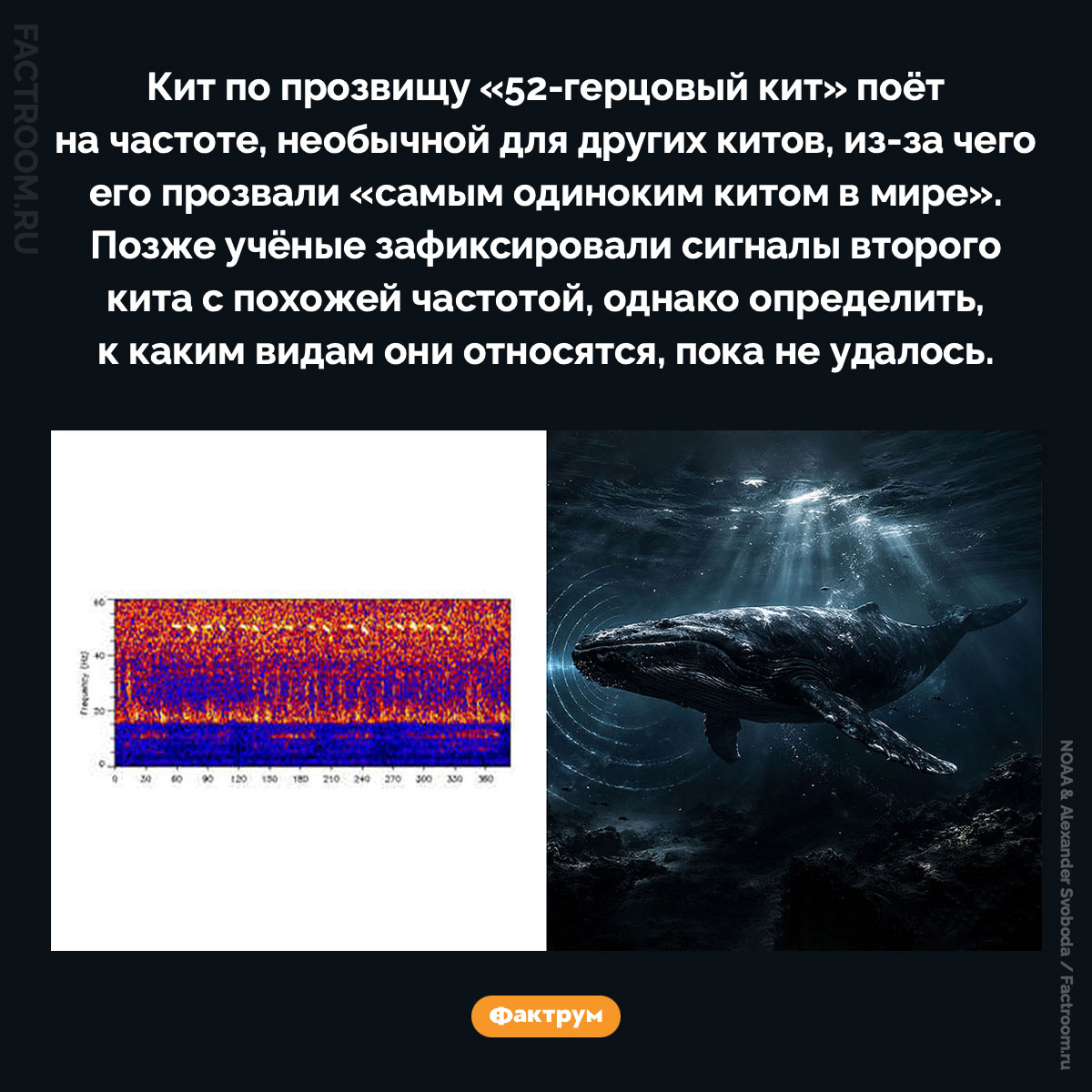 52-герцовый кит. Кит по прозвищу «52-герцовый кит» поёт на частоте, необычной для других китов, из-за чего его прозвали «самым одиноким китом в мире». Позже учёные зафиксировали сигналы второго кита с похожей частотой, однако определить, к каким видам они относятся, пока не удалось.