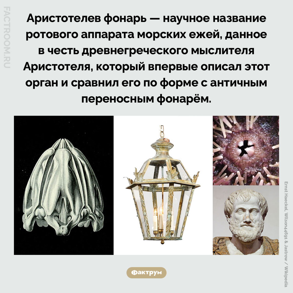 Аристотелев фонарь. Аристотелев фонарь — научное название ротового аппарата морских ежей, данное в честь древнегреческого мыслителя Аристотеля, который впервые описал этот орган и сравнил его по форме с античным переносным фонарём.