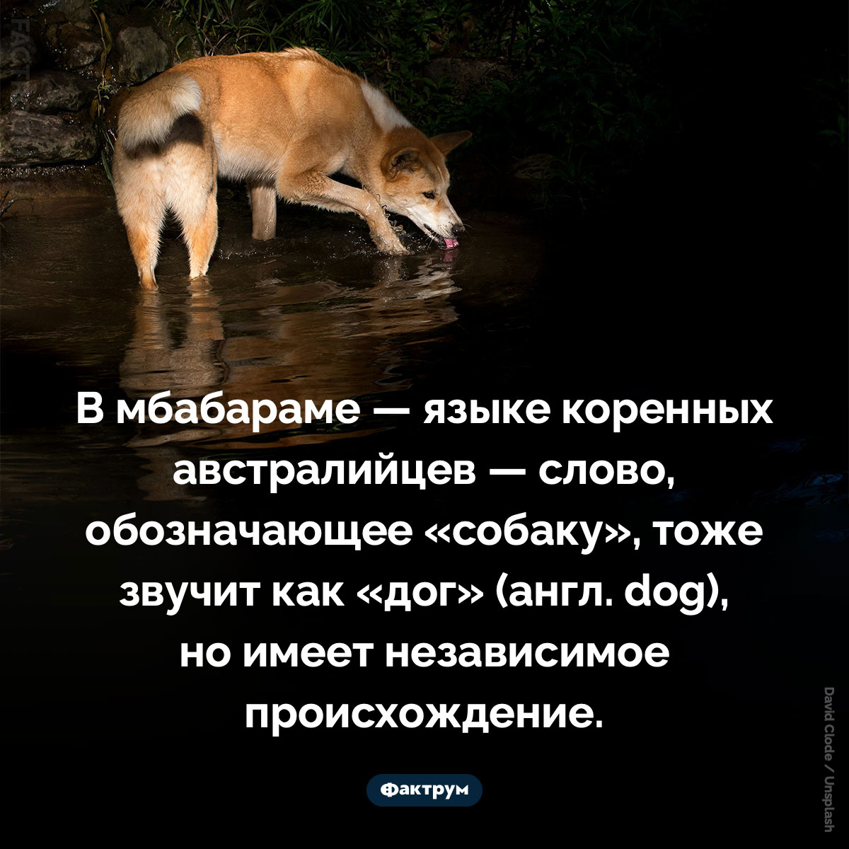Австралийский «дог». В мбабараме — языке коренных австралийцев — слово, обозначающее «собаку», тоже звучит как «дог» (англ. dog), но имеет независимое происхождение.