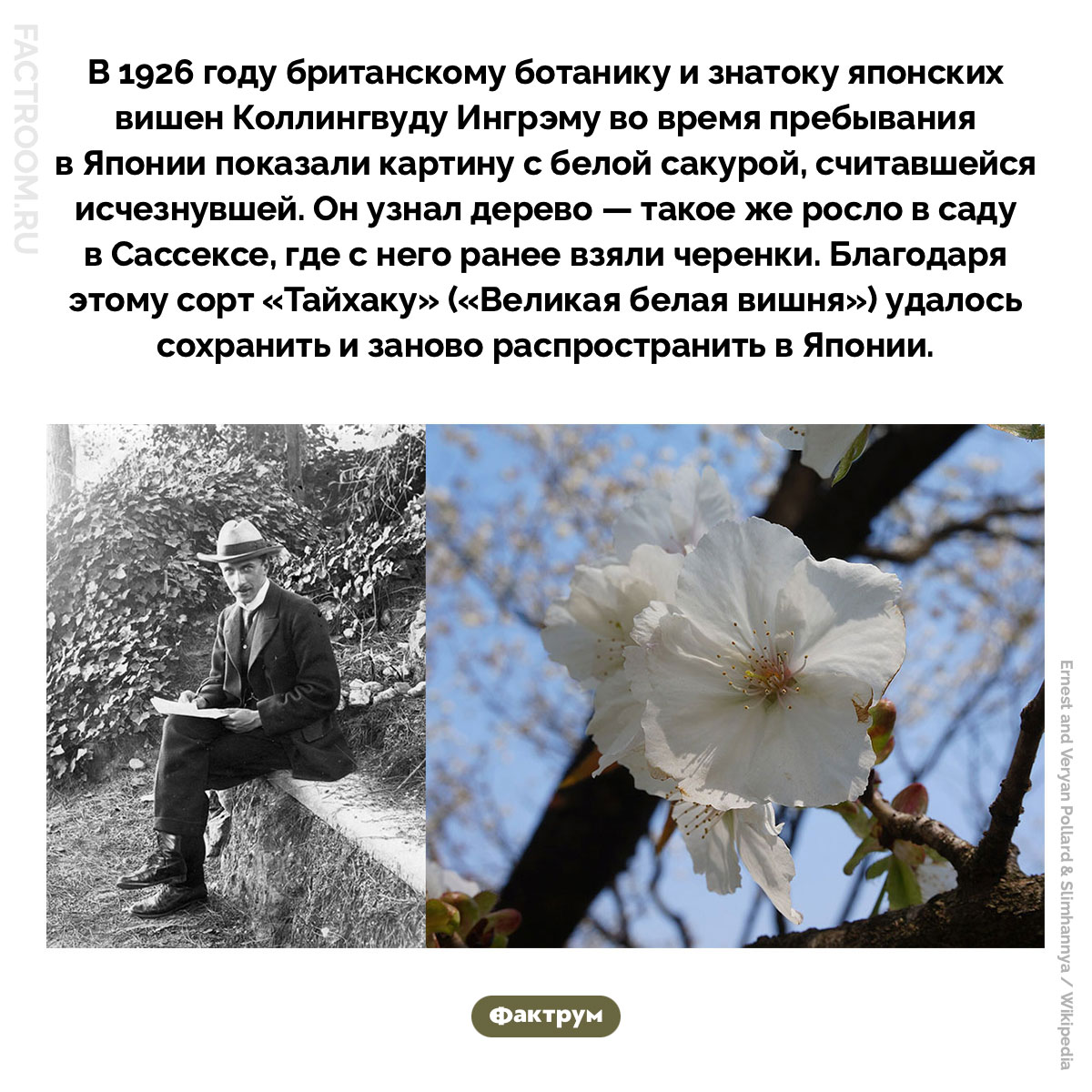 Британский ботаник, сохранивший редкую японскую вишню. В 1926 году британскому ботанику и знатоку японских вишен Коллингвуду Ингрэму во время пребывания в Японии показали картину с белой сакурой, считавшейся исчезнувшей. Он узнал дерево — такое же росло в саду в Сассексе, где с него ранее взяли черенки. Благодаря этому сорт «Тайхаку» («Великая белая вишня») удалось сохранить и заново распространить в Японии.