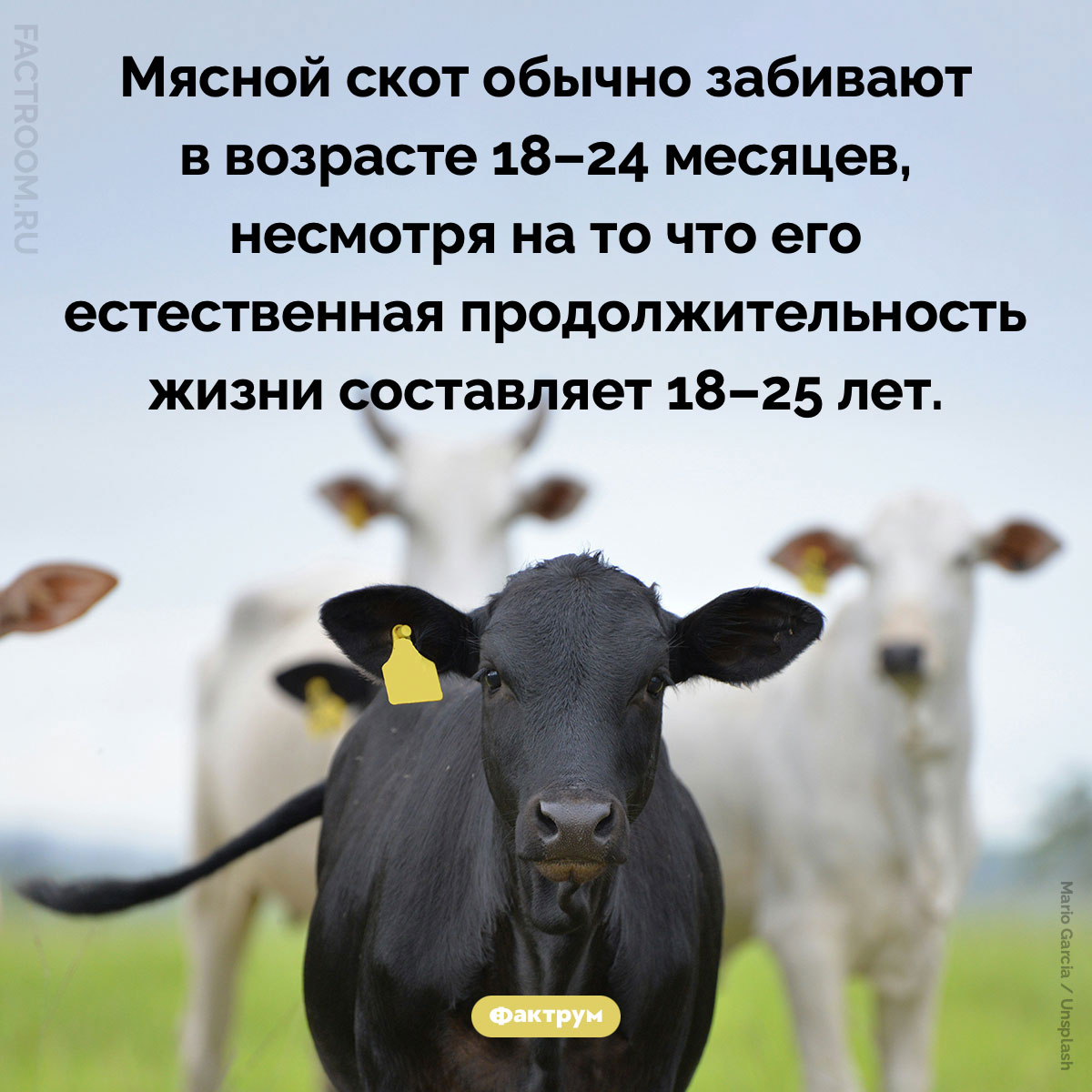 Когда забивают мясной скот. Мясной скот обычно забивают в возрасте 18–24 месяцев, несмотря на то что его естественная продолжительность жизни составляет 18–25 лет.