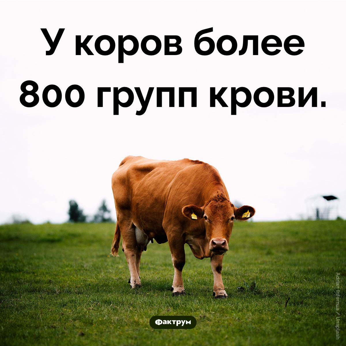 Коровьи группы крови. У коров более 800 групп крови.