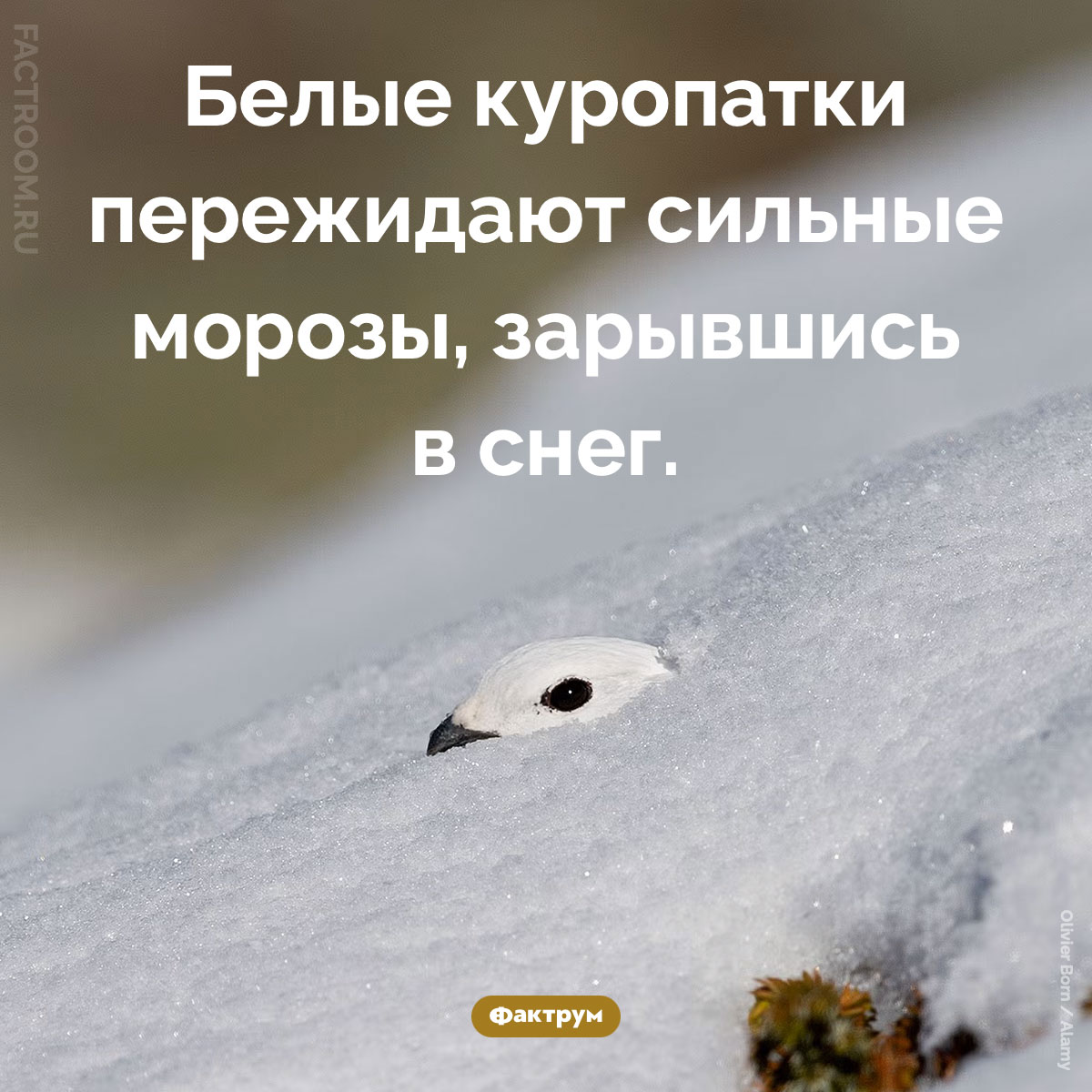 Куропатки в снегу. Белые куропатки пережидают сильные морозы, зарывшись в снег.