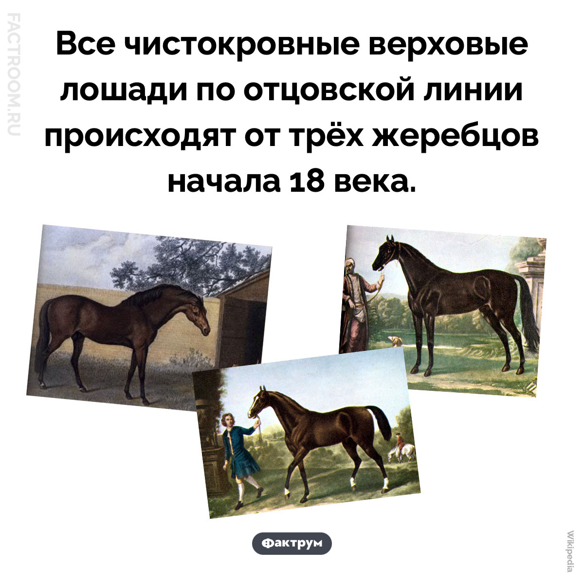 Лошадиные отцы основатели. Все чистокровные верховые лошади по отцовской линии происходят от трёх жеребцов начала 18 века.