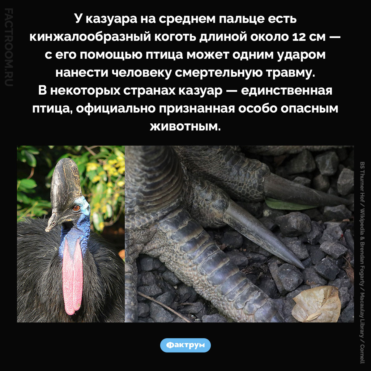 Особо опасная птица казуар. У казуара на среднем пальце есть кинжалообразный коготь длиной около 12 см — с его помощью птица может одним ударом нанести человеку смертельную травму. В некоторых странах казуар — единственная птица, официально признанная особо опасным животным.