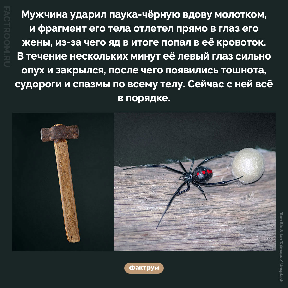 Паук в глазу. Мужчина ударил паука-чёрную вдову молотком, и фрагмент его тела отлетел прямо в глаз его жены, из-за чего яд в итоге попал в её кровоток. В течение нескольких минут её левый глаз сильно опух и закрылся, после чего появились тошнота, судороги и спазмы по всему телу. Сейчас с ней всё в порядке.