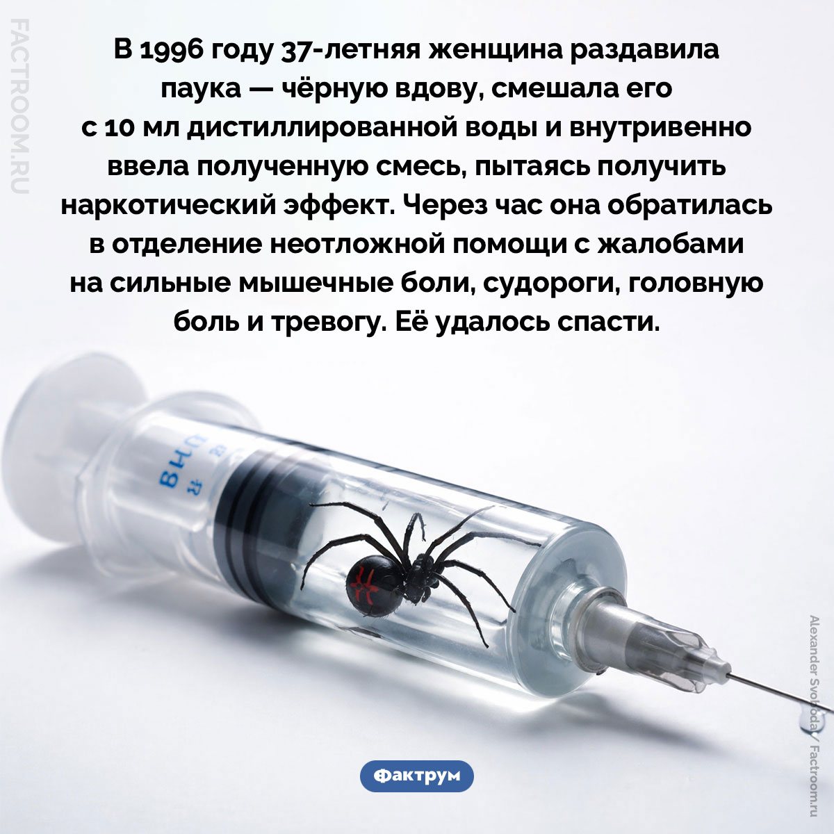 Паук внутривенно. В 1996 году 37-летняя женщина раздавила паука — чёрную вдову, смешала его с 10 мл дистиллированной воды и внутривенно ввела полученную смесь, пытаясь получить наркотический эффект. Через час она обратилась в отделение неотложной помощи с жалобами на сильные мышечные боли, судороги, головную боль и тревогу. Её удалось спасти.