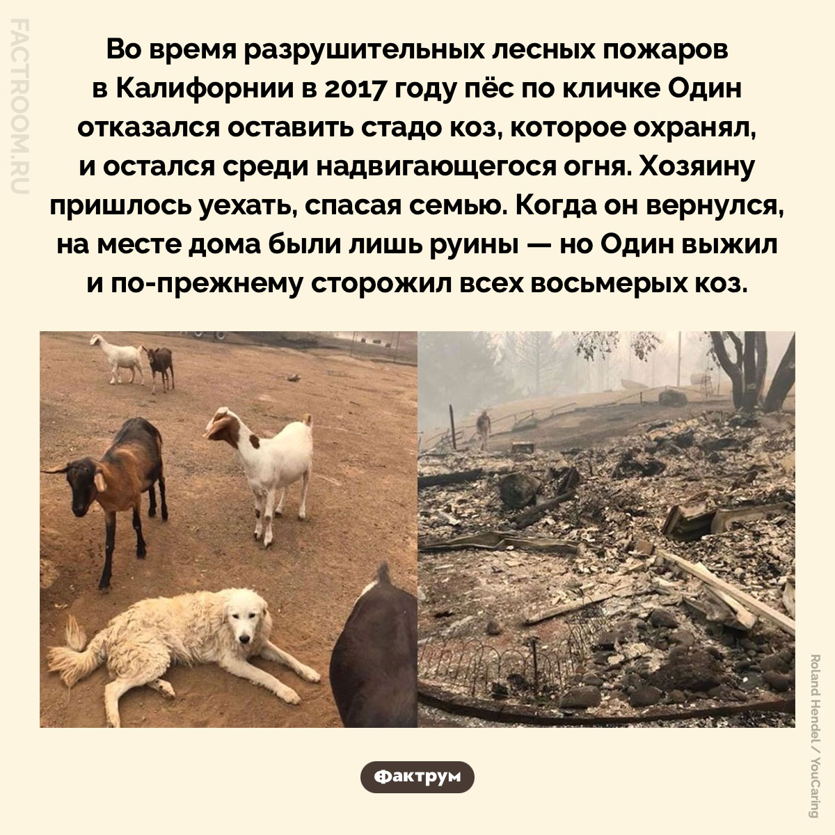 Пёс, который не оставил своё стадо. Во время разрушительных лесных пожаров в Калифорнии в 2017 году пёс по кличке Один отказался оставить стадо коз, которое охранял, и остался среди надвигающегося огня. Хозяину пришлось уехать, спасая семью. Когда он вернулся, на месте дома были лишь руины — но Один выжил и по-прежнему сторожил всех восьмерых коз.