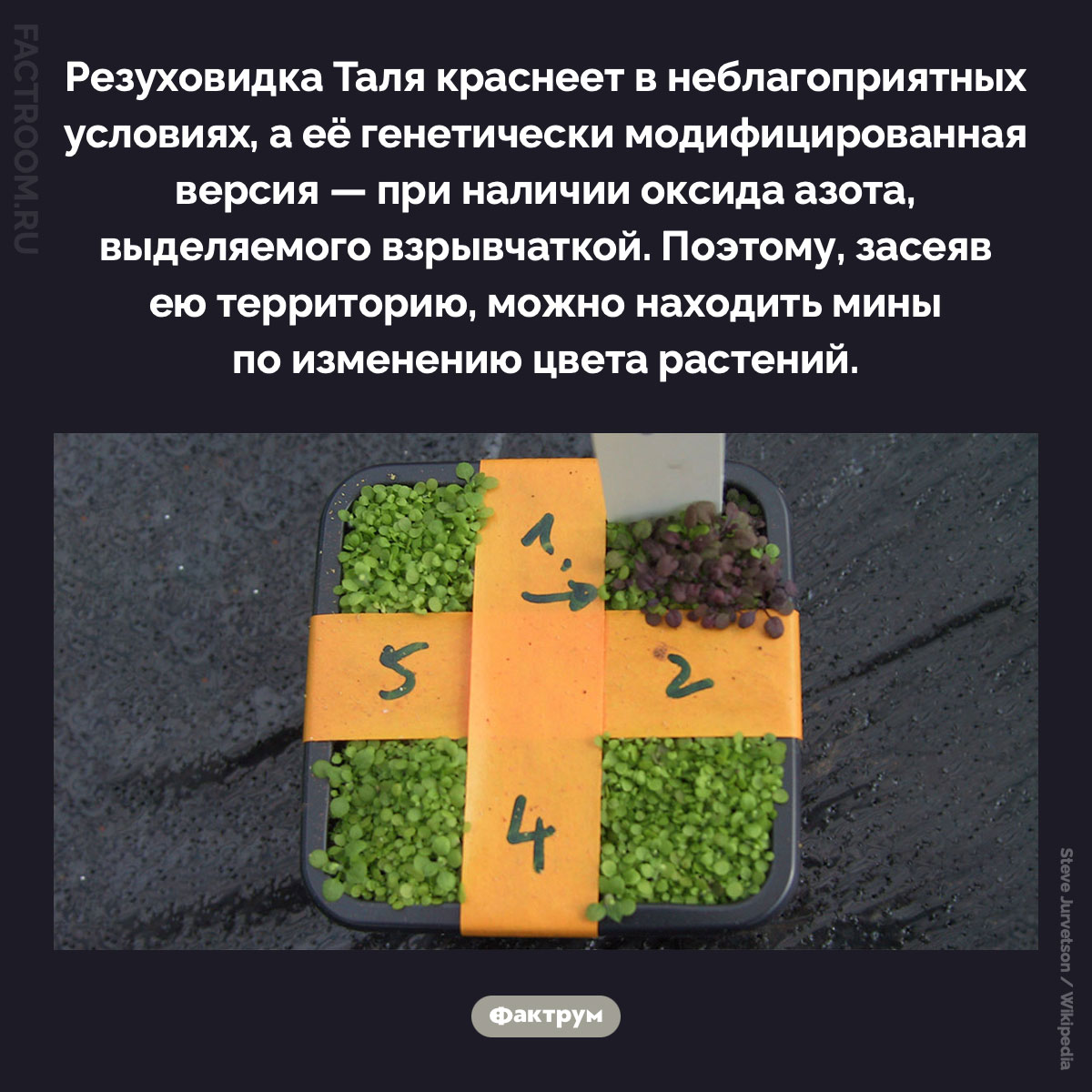 Резуховидка Таля. Резуховидка Таля краснеет в неблагоприятных условиях, а её генетически модифицированная версия — при наличии оксида азота, выделяемого взрывчаткой. Поэтому, засеяв ею территорию, можно находить мины по изменению цвета растений.