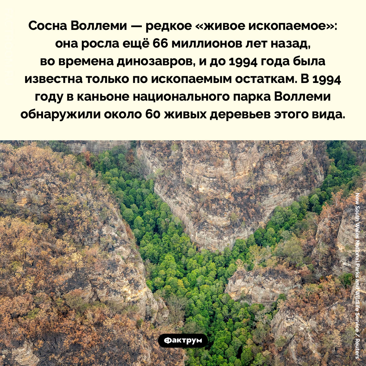 Сосны Воллеми. Сосна Воллеми — редкое «живое ископаемое»: она росла ещё 66 миллионов лет назад, во времена динозавров, и до 1994 года была известна только по ископаемым остаткам. В 1994 году в каньоне национального парка Воллеми обнаружили около 60 живых деревьев этого вида.