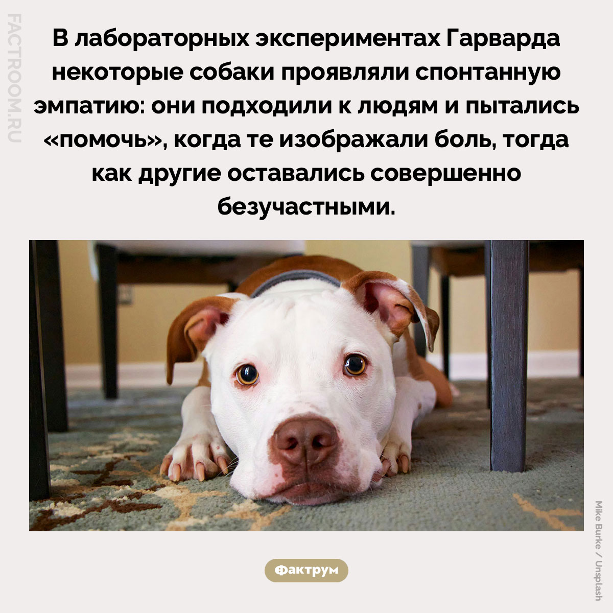 Спонтанная эмпатия у собак. В лабораторных экспериментах Гарварда некоторые собаки проявляли спонтанную эмпатию: они подходили к людям и пытались «помочь», когда те изображали боль, тогда как другие оставались совершенно безучастными.