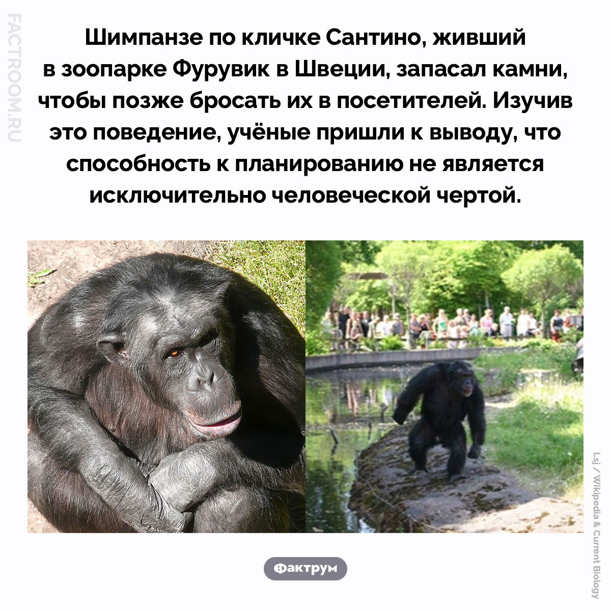 Способность к планированию у шимпанзе. Шимпанзе по кличке Сантино, живший в зоопарке Фурувик в Швеции, запасал камни, чтобы позже бросать их в посетителей. Изучив это поведение, учёные пришли к выводу, что способность к планированию не является исключительно человеческой чертой.