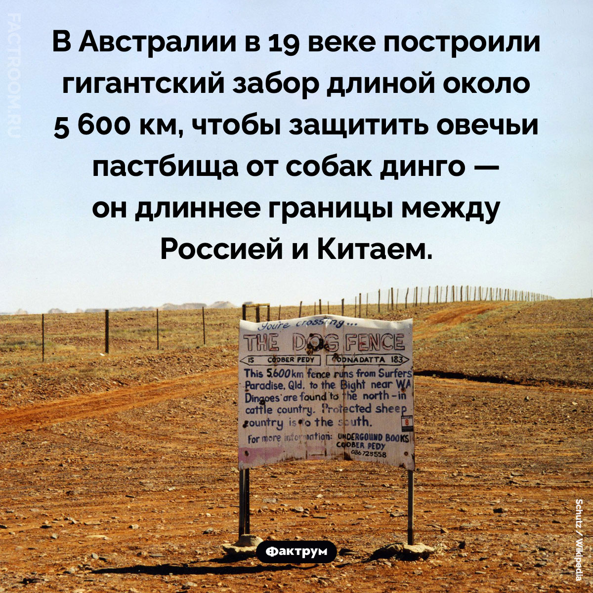 Забор от динго. В Австралии в 19 веке построили гигантский забор длиной около 5 600 км, чтобы защитить овечьи пастбища от собак динго — он длиннее границы между Россией и Китаем.