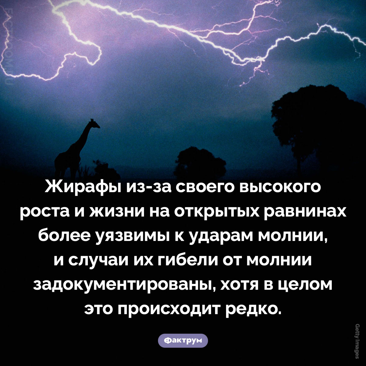 Жирафы и молнии. Жирафы из-за своего высокого роста и жизни на открытых равнинах более уязвимы к ударам молнии, и случаи их гибели от молнии задокументированы, хотя в целом это происходит редко.