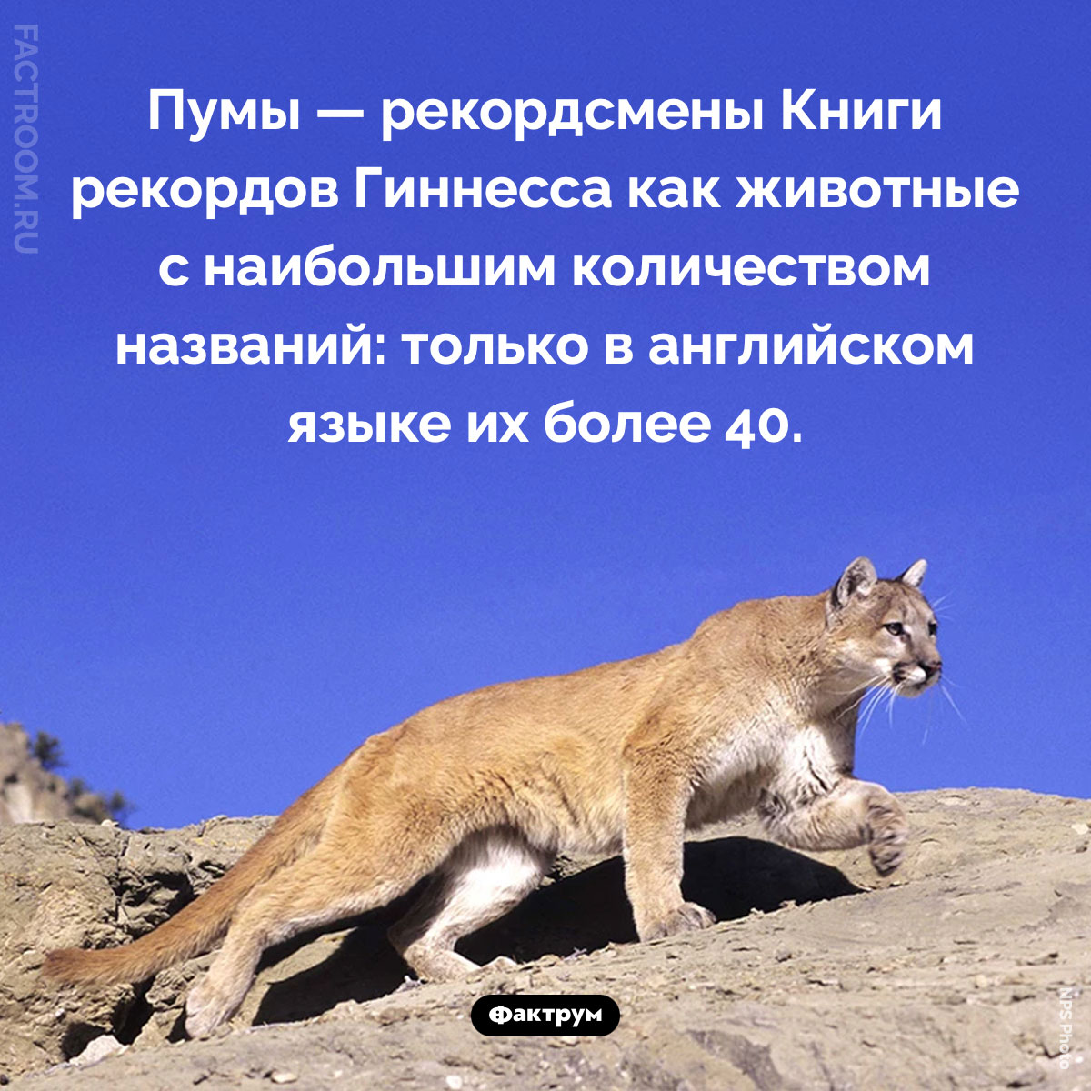 Животные с наибольшим количеством названий. Пумы — рекордсмены Книги рекордов Гиннесса как животные с наибольшим количеством названий: только в английском языке их более 40.