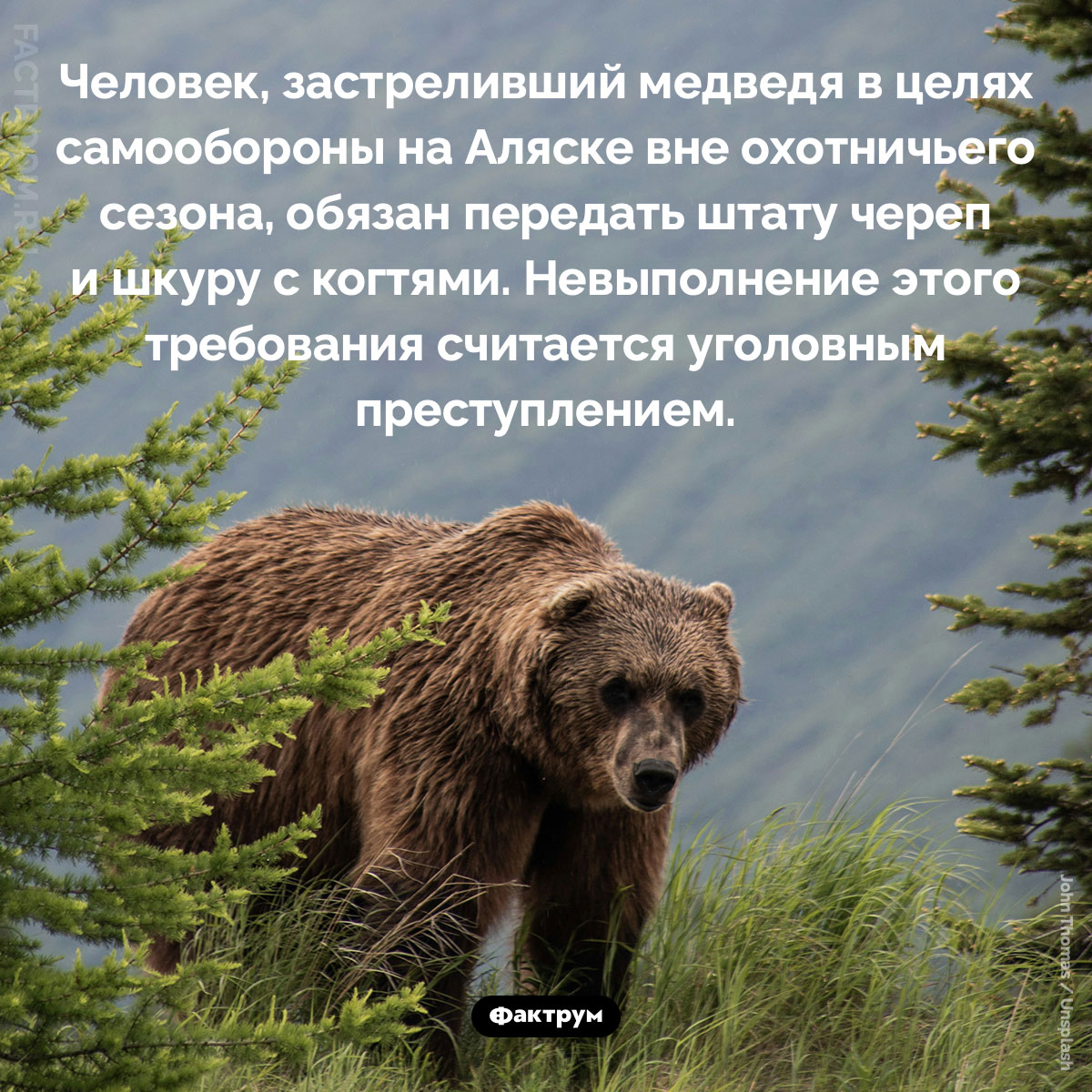 Череп, шкура и когти. Человек, застреливший медведя в целях самообороны на Аляске вне охотничьего сезона, обязан передать штату череп и шкуру с когтями. Невыполнение этого требования считается уголовным преступлением.