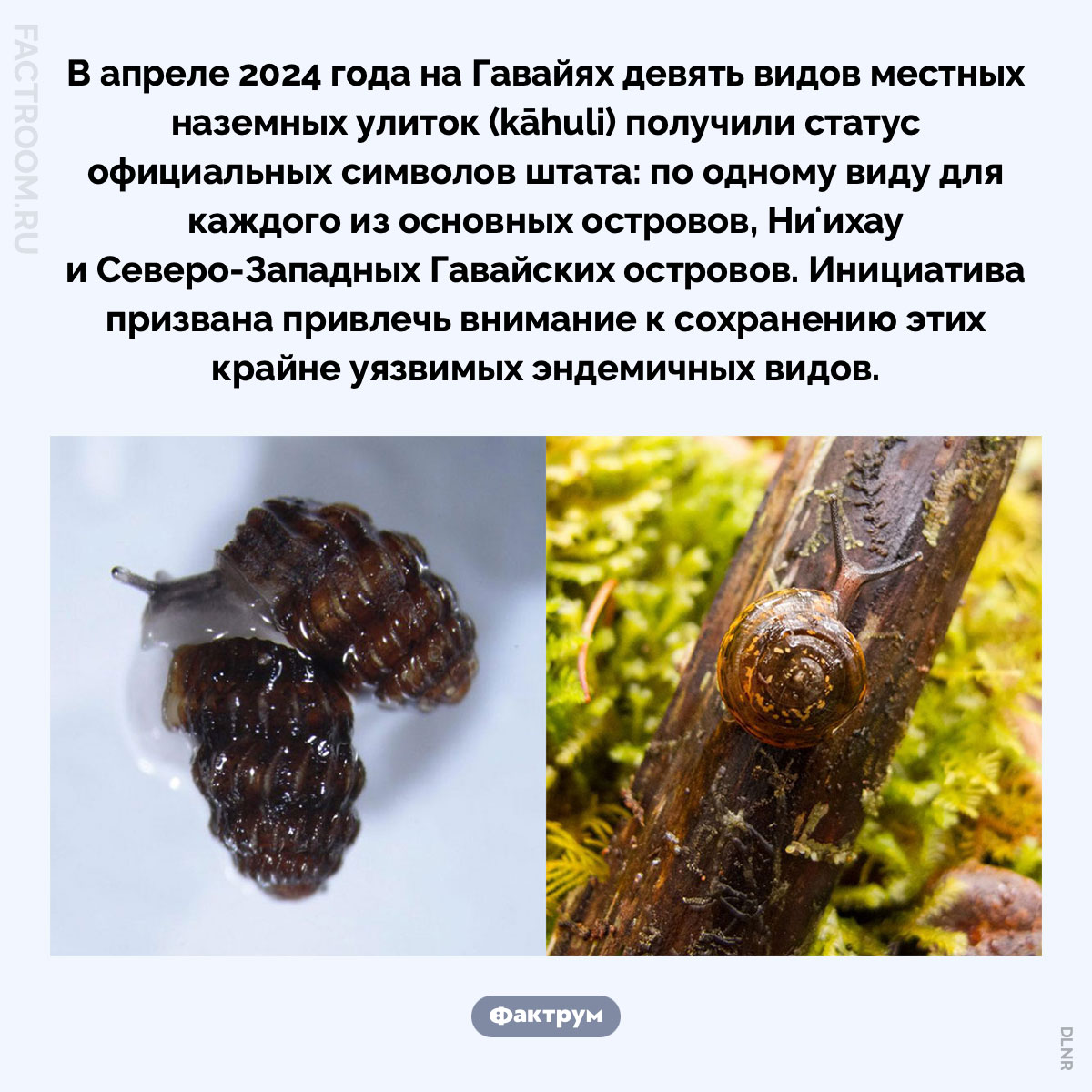 Гавайские улитки. В апреле 2024 года на Гавайях девять видов местных наземных улиток (kāhuli) получили статус официальных символов штата: по одному виду для каждого из основных островов, Ниʻихау и Северо-Западных Гавайских островов. Инициатива призвана привлечь внимание к сохранению этих крайне уязвимых эндемичных видов.