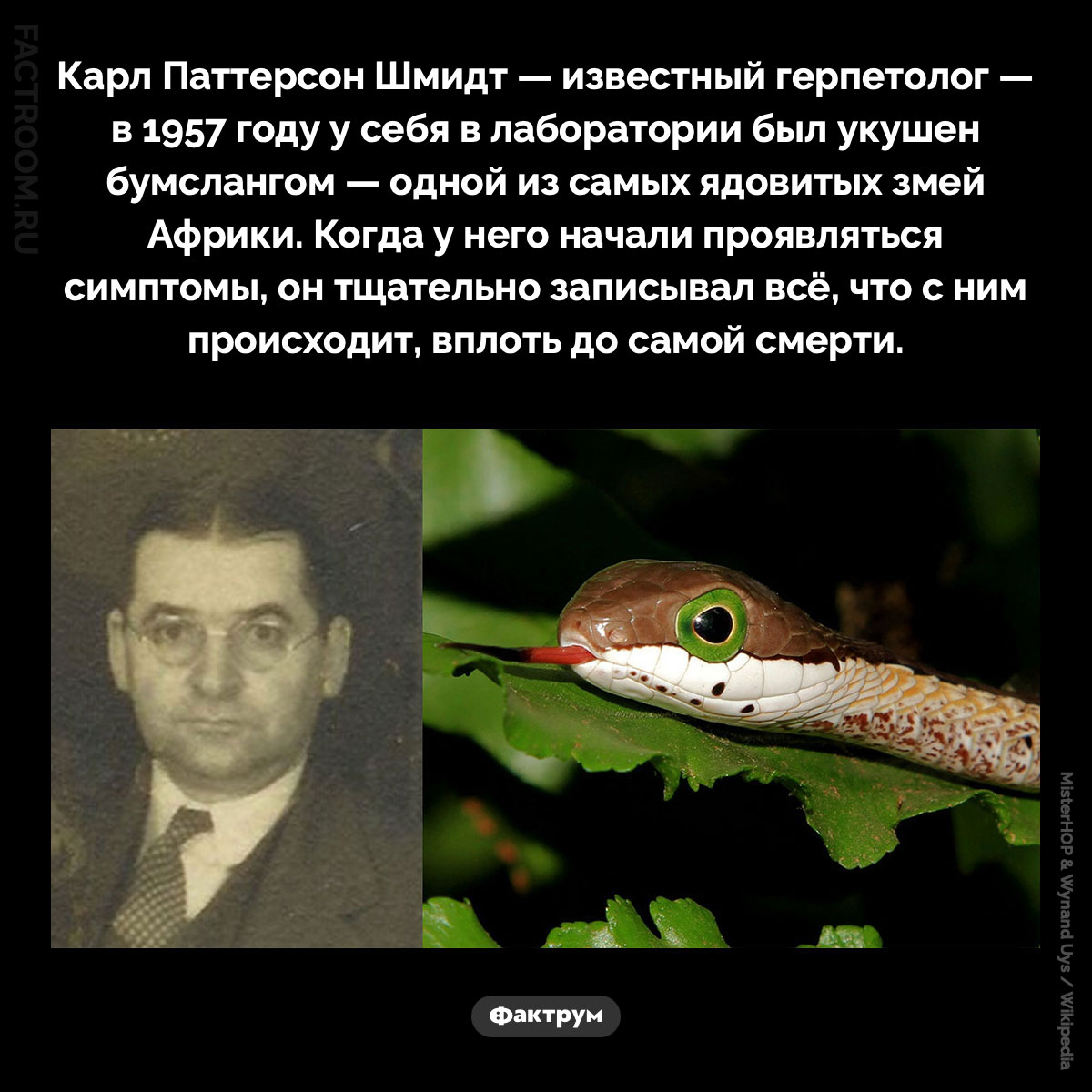 Карл Паттерсон Шмидт. Карл Паттерсон Шмидт — известный герпетолог — в 1957 году у себя в лаборатории был укушен бумслангом — одной из самых ядовитых змей Африки. Когда у него начали проявляться симптомы, он тщательно записывал всё, что с ним происходит, вплоть до самой смерти.