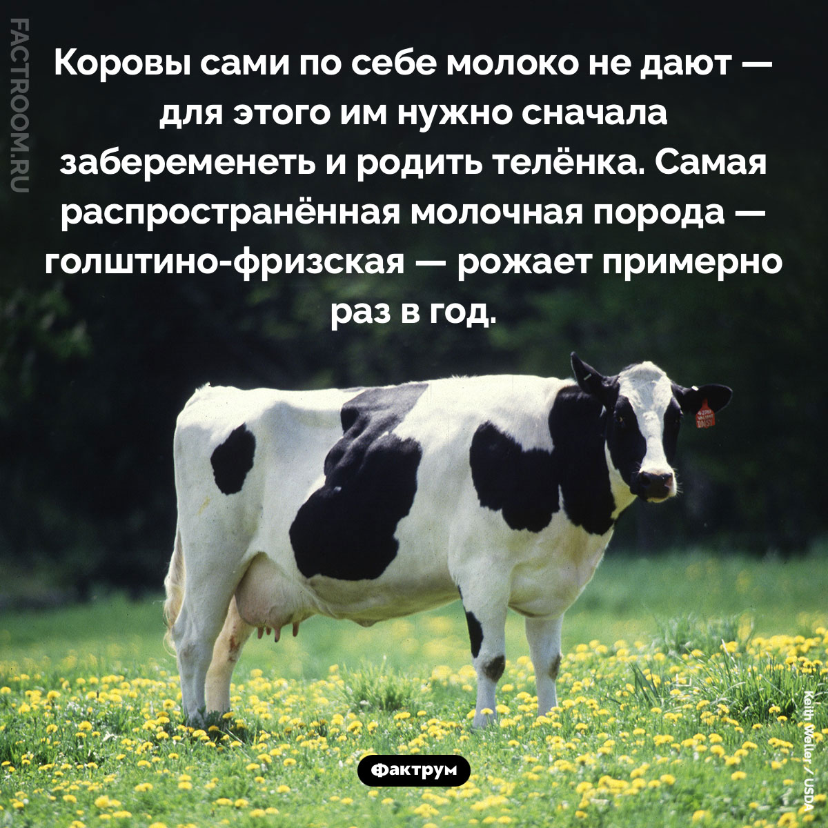 Коровы сами по себе молоко не дают. Коровы сами по себе молоко не дают — для этого им нужно сначала забеременеть и родить телёнка. Самая распространённая молочная порода — голштино-фризская — рожает примерно раз в год.